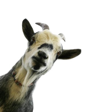 goat