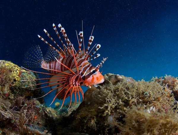 pofoto-club-p-fauna-filippin-50