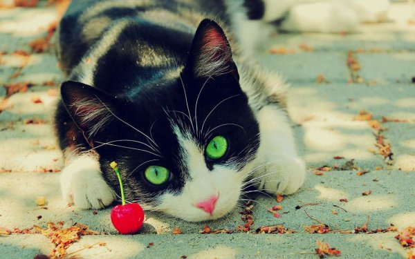 Кошки (Коты