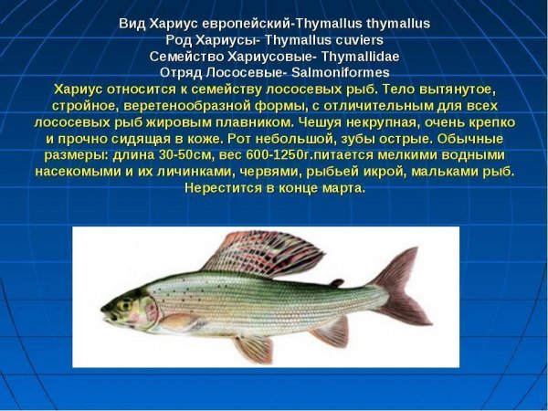 Хариус европейский