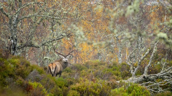 RedStag ROW1122009740 UHD
