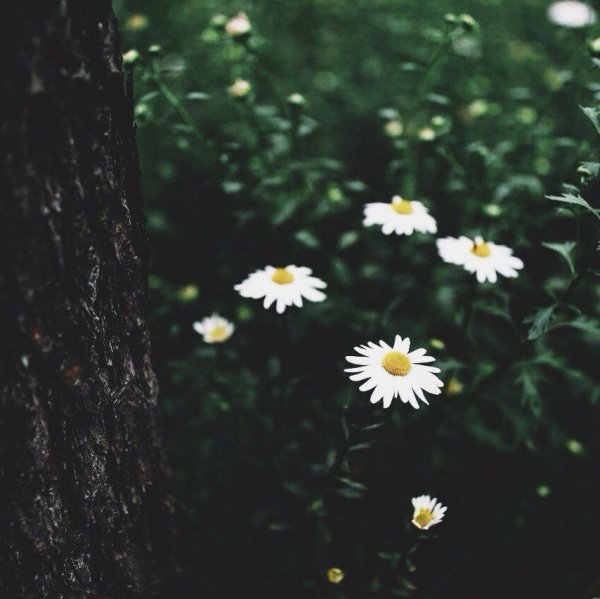 ромашки 011000