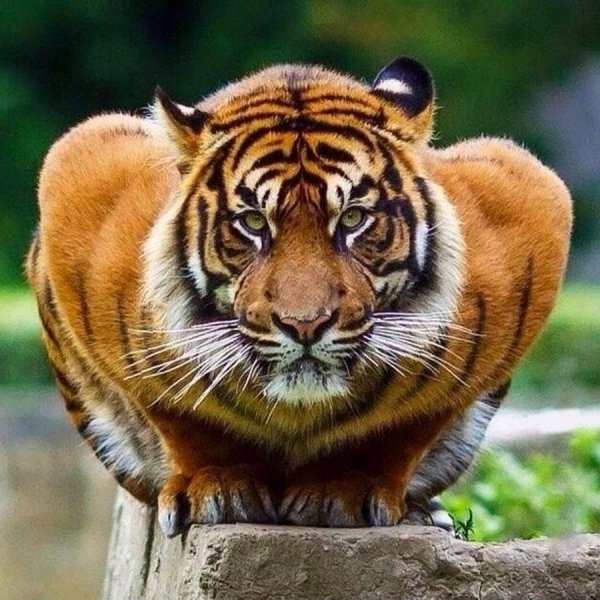 Кошка всегда кошка вне зависимости от размера