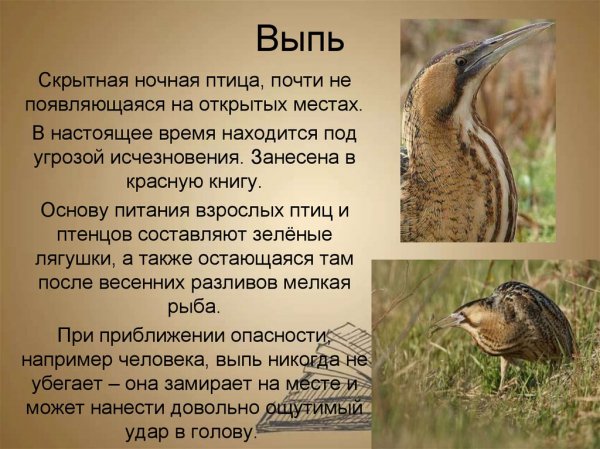 Выпь