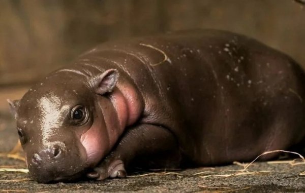 Карликовый бегемот