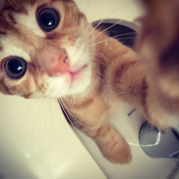 Котоселфи