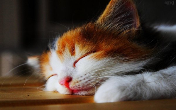 cindy-the-cat-wallpapers