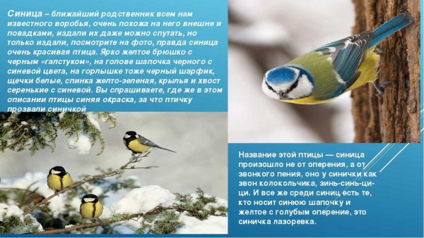 Синица