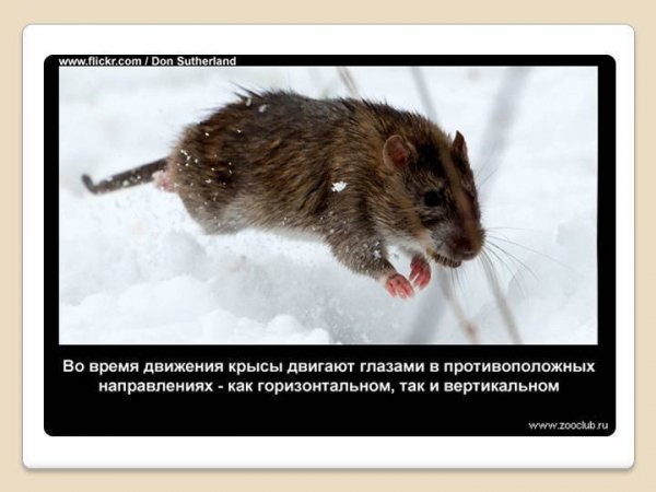 Глаза крысы