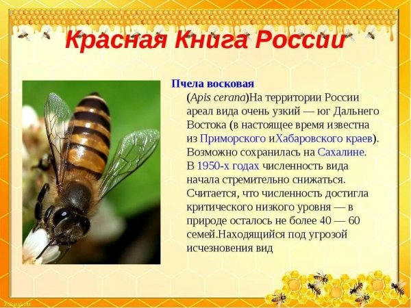 Пчела восковая