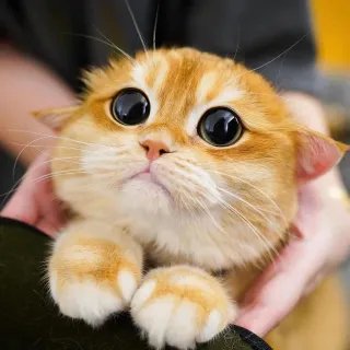 Какая прелесть:)