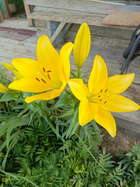 IMG 20230727 193336 513