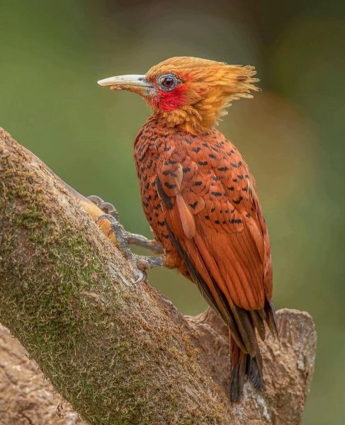 Каштановый Целеус