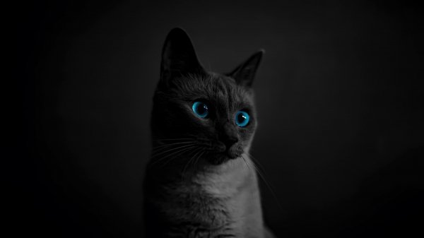 Black-cat-blue-eyes-animal-4k 541@5@f