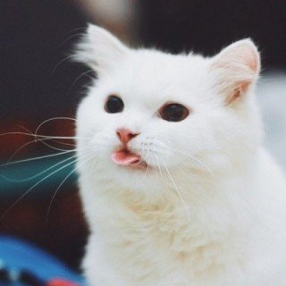 ф.язык