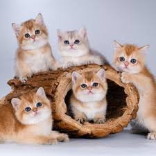 Images - 2025-08-13T094349.460