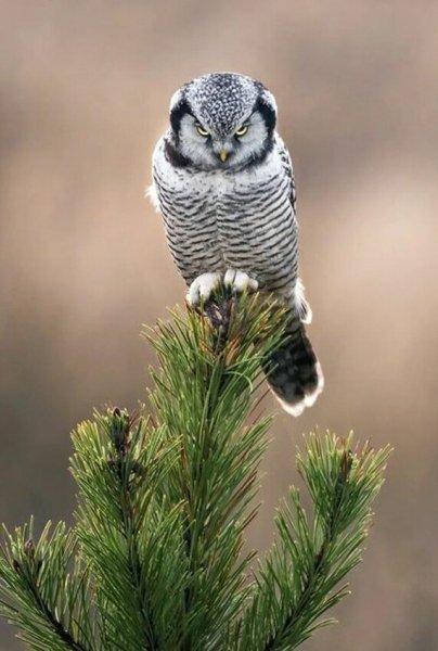 Ястребиная Сова