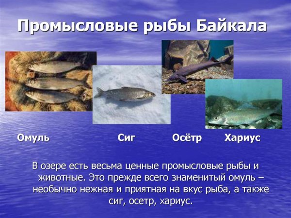Промысловые рыбы Байкала