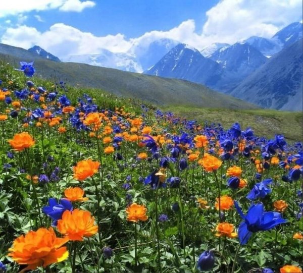 Природа Алтая