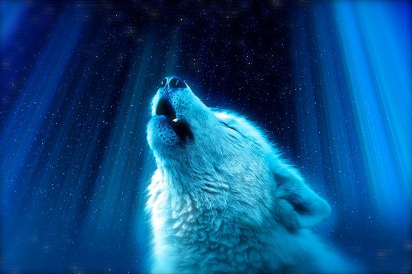 white-wolf-howl-majestic-stars