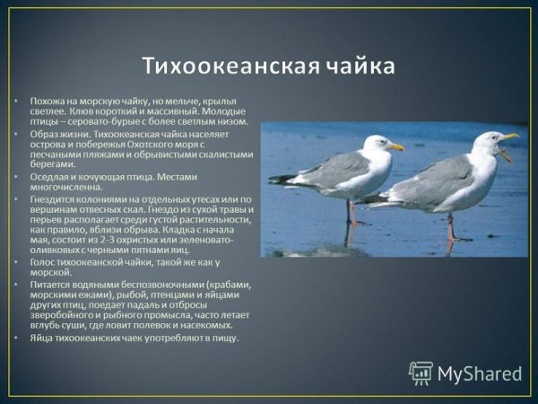 Тихоокеанская чайка