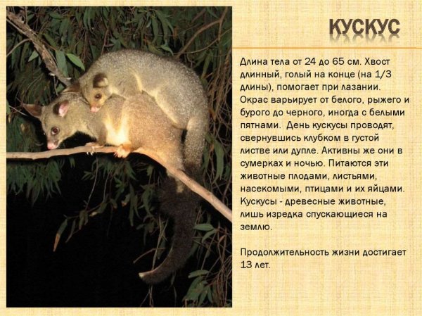 Кускус