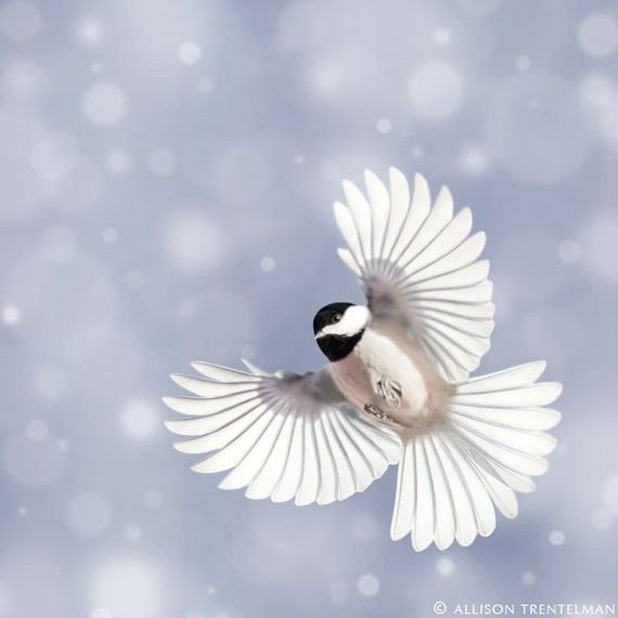 d44d5ca9063b04d2117e7e55d294fc3c--winter-photography-fine-art