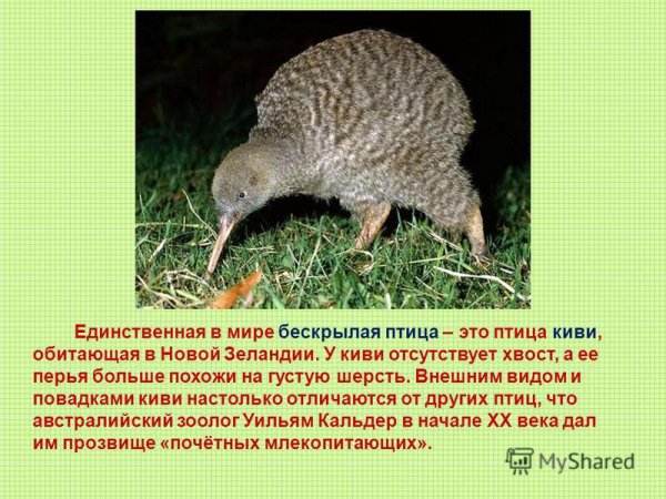 Птица киви