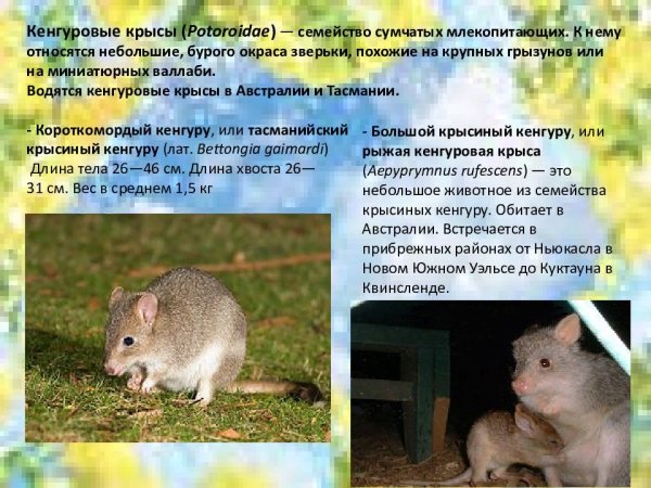 Кенгуровые крысы