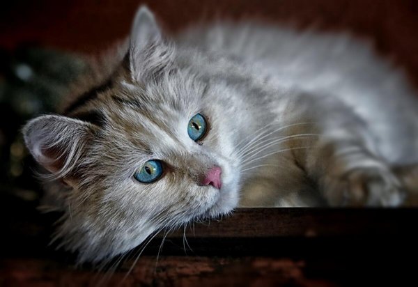Animal-kitten-cat-feline-kefj