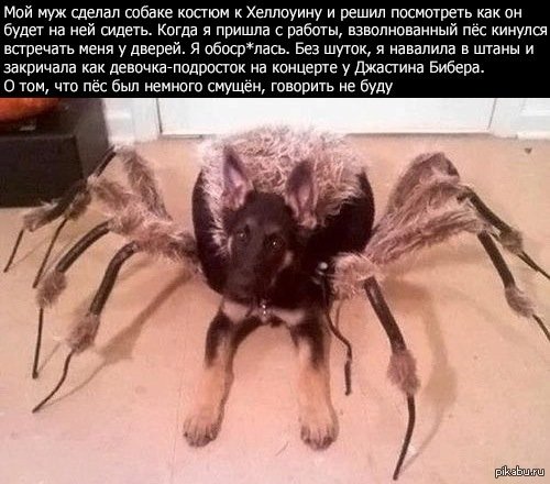 костюм на хеллоуин для собаки