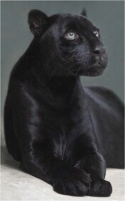 Saved Images abd7795b1554fce6010fa517d0436a4c