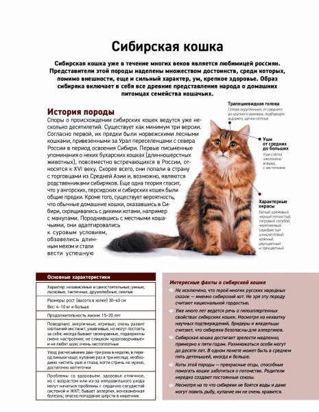 Оцикет