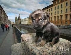 Питер хорош,а кто покормит