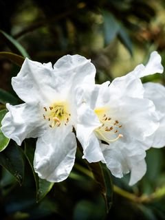 Rododendron tsvety lepestki