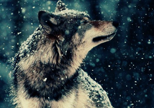 animal-beautiful-cute-herd-animals-Favim.com-623545
