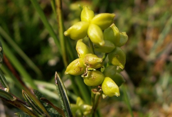 Sheyhceriya-bolotnaya
