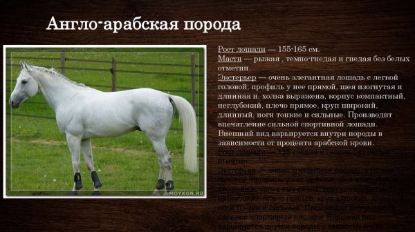 Англо - арабская порода