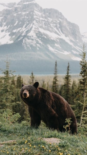 allnokia.ru 3934854541