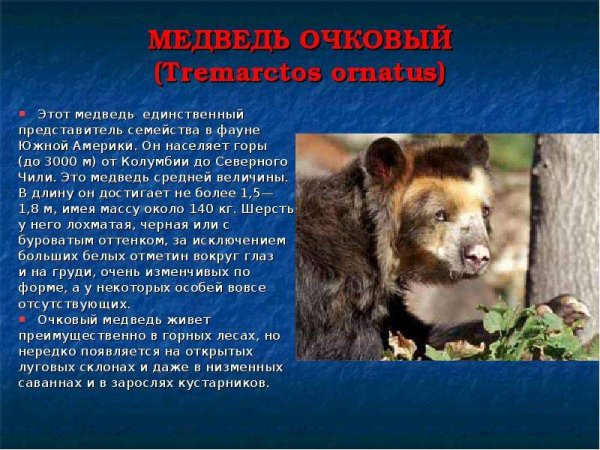 Медведь очковый