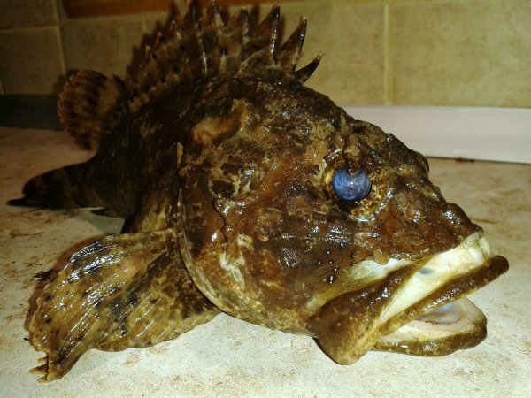 Ёршила, вроде морской ёрш