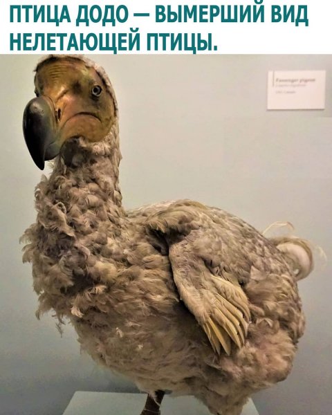 Птица Додо