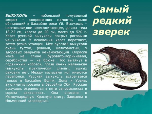 Выхухоль