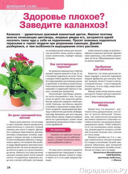 Каланхоэ