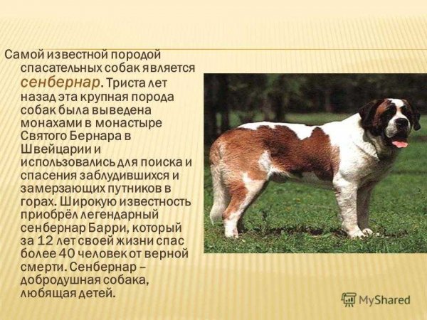 Сенбернар