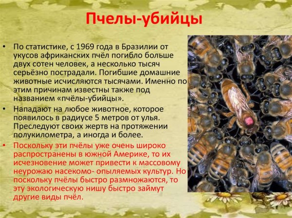 Пчёлы - убийцы