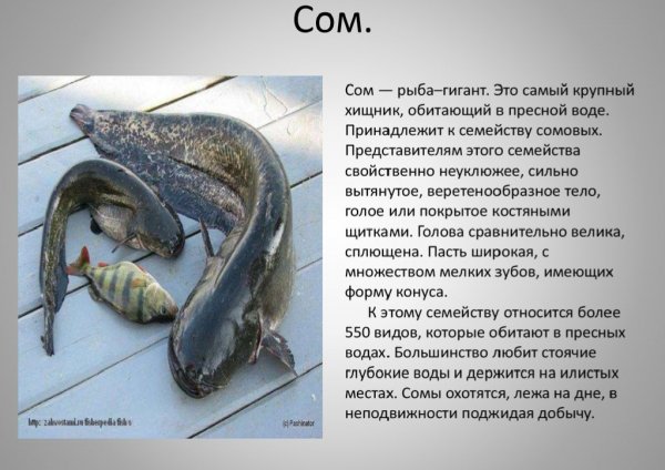 Сом