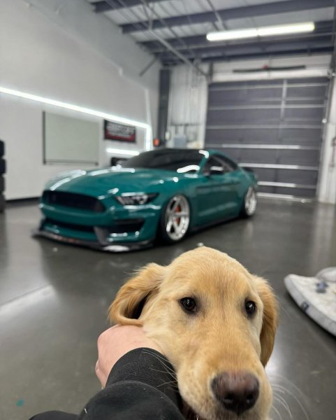 Fordmustangclub ~p~C2cwb1JrsJT~3