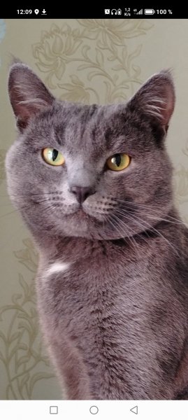 БАРСИК утром