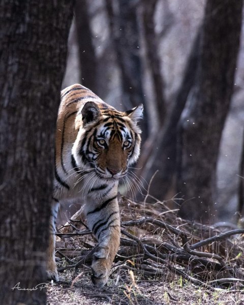 ПРИРОДА ИНДИИ